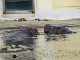 Tiergarten Schönbrunn am 12.03.2025